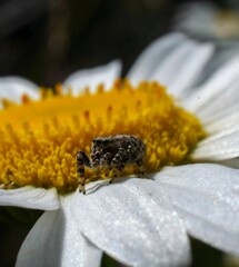 A close-up photograph of a small crab spider camouflaged on a white daisy, its tiny body and legs blending seamlessly with the flower's petals
