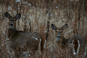 A captivating photograph of two graceful deer standing alert in a field of tall, dried grasses during the winter season