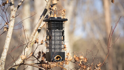 Bird feeder in a tree.
