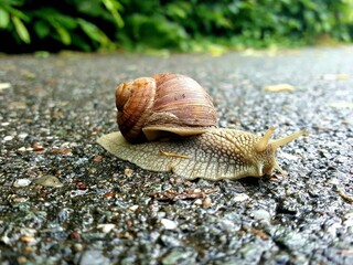 Detailed Close-Up of a Snail with a Brown Shell Crawling on a Wet Pavement with Green Foliage in the Background, Highlighting the Texture of Its Body and Shell in a Natural Environment After Rain