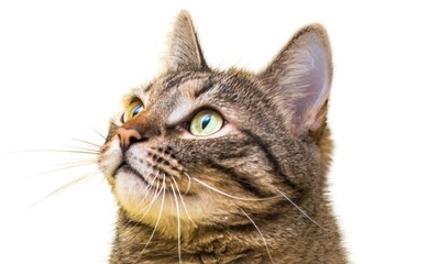 Beautiful cat isolated on white background