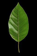 Obraz premium Green Leaf isolated on black