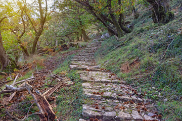 Autumn. Footpath through old chestnut forest. Montenegro, road to Gornji Stoliv village