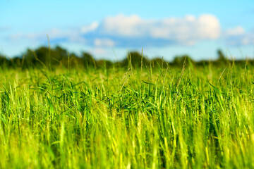 Wheat, field and growth at farm, outdoor and agriculture for food production with organic crops in summer. Landscape, plants and sustainability with farming, development and countryside in Denmark