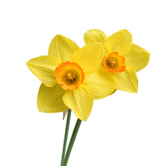 Wild Daffodil - Springtime Flower - Isolated Spring Flowers 