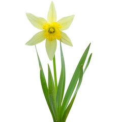 Wild Daffodil - Springtime Flower - Isolated Spring Flowers 