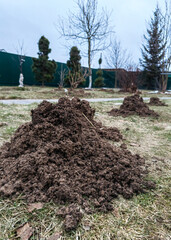 heaps of garden soil dug up by moles in a vegetable garden at a summer cottage. High quality photo