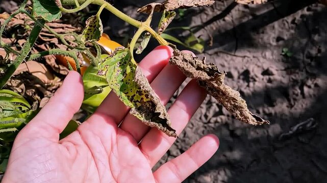 Caucasian female hand inspecting wilted tomato plant leaves in garden