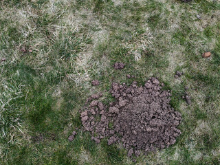 heaps of garden soil dug up by moles in a vegetable garden at a summer cottage. High quality photo