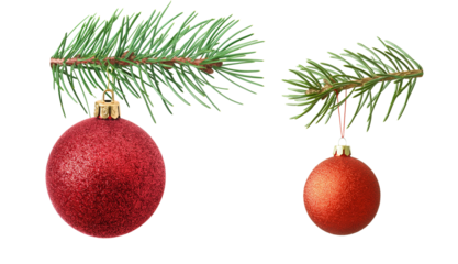 Red Christmas ball hanging on spruce tree branch isolated on a white or transparent background, Cut out PNG