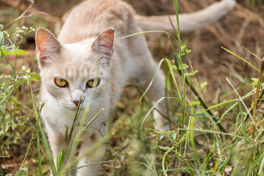 Gato laranja, livre pela cidade