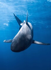 A close-up view of a shark swimming underwater, showing its dorsal fin and tail from below.