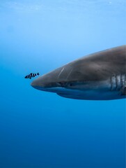 A close-up of a shark swimming underwater with a remora fish attached to its side.