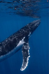 A close-up of a humpback whale swimming underwater, showing its distinctive flipper and head.