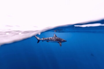 A shark swims just below the surface of the water, its silhouette visible against the bright sky above.