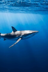A shark swims gracefully through the deep blue ocean, illuminated by a shaft of sunlight penetrating the water's surface.