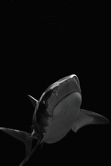 A close-up of a shark's head illuminated against a dark background, creating a dramatic and mysterious image.