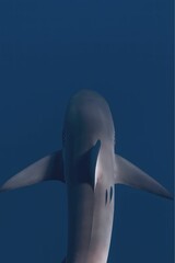 A close-up view of a shark swimming underwater, showing its dorsal fin and tail from below.
