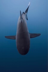 A close-up view of a shark swimming underwater, showing its dorsal fin and tail from below.