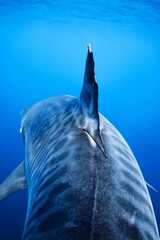 Tiger Shark's Trail