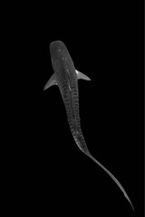 A black and white image of a tiger shark swimming against a dark background, showing its distinctive stripes and powerful tail.