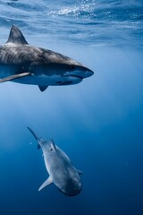 Two tiger sharks swim together in clear blue water, one facing the camera and the other swimming away.