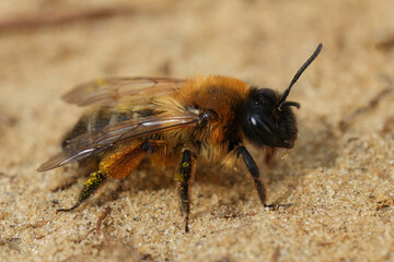 Closeup on a fluffy female Buffish mining bee, Andrena nigroaenea on sandy ground