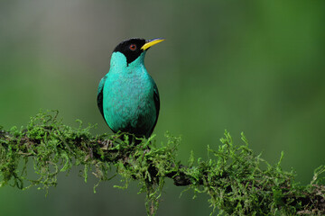 Male Green Honeycreeper (Chlorophanes spiza) on a branch, Costa Rica