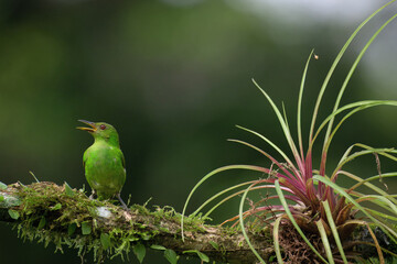 Female Green Honeycreeper (Chlorophanes spiza) on a branch, Costa Rica