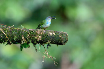 Female Shining Honeycreeper (Cyanerpes lucidus) on a branch, Costa Rica