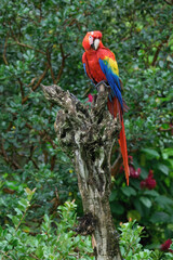 Hybrid Scarlet x Great Green Macaw (Ara macao x militaris) perched on a branch, Costa Rica
