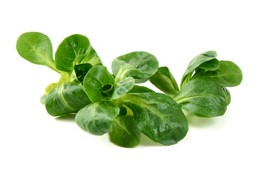 Lambs lettuce, corn salad, isolated on white background.