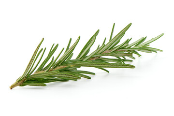 Fototapeta premium Rosemary branch, close-up, isolated on white background.