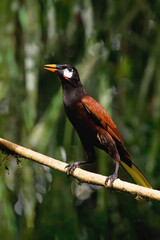Montezuma Oropendola (Psarocolius Montezuma) perched on a branch, Costa Rica