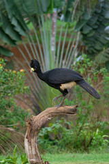 Male Great Curassow (Crax rubra) perched on a branch, Costa Rica