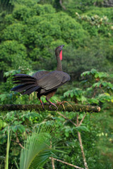 Crested Guan (Penelope purpurascens) perched on a branch, Costa Rica