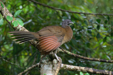 Grey-headed Chachalaca (Ortalis cinereiceps) perched on a branch, Costa Rica