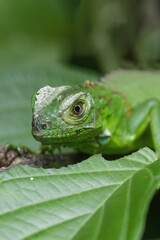 Baby Green Iguana (Iguana iguana) on leaves, Costa Rica