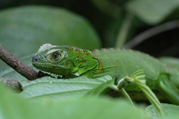 Baby Green Iguana (Iguana iguana) on leaves, Costa Rica