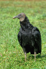 Black Vulture (Coragyps atratus) standing on grass, Costa Rica