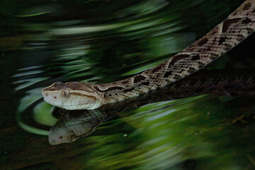 Fer de Lance (Bothrops lanceolatus) swimming, Costa Rica