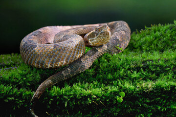 Rainforest Hognosed Pitviper (Porthidium) laying on moss, Costa Rica