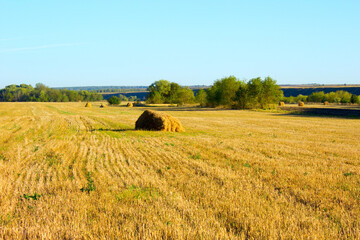 Hay in the field after harvesting.