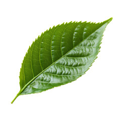 Obraz premium single Tea Leaf, png,cutout