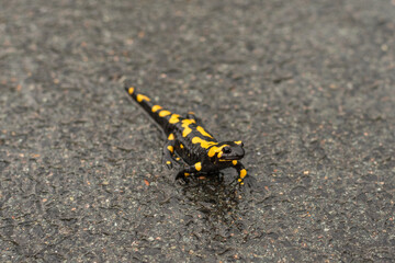 Salamander