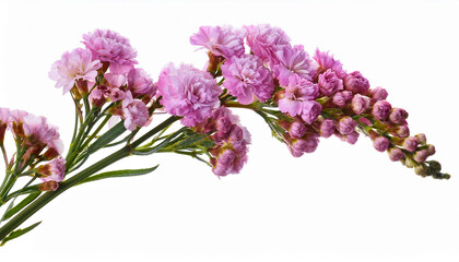 twig of pink limonium flowers isolated
