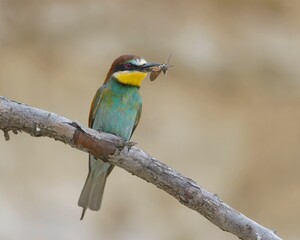 European Bee-Eater Perched with Prey