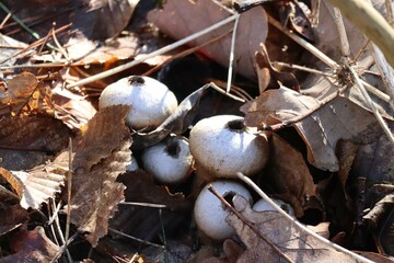 old Pear puffballs