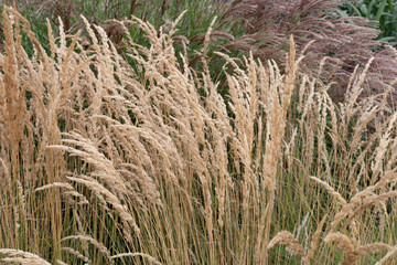 Fototapeta premium Plant or Common Reed, in the city park. A perennial wetland grass in the family Poaceae.