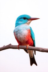 Obraz premium A blue and red bird on a branch